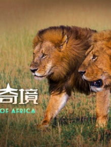 非洲奇境