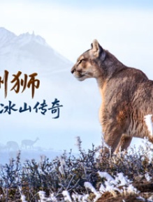 美洲狮：冰山传奇